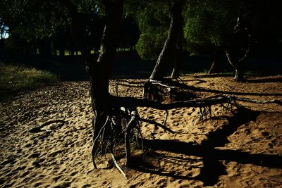 Shadow of tree on sand