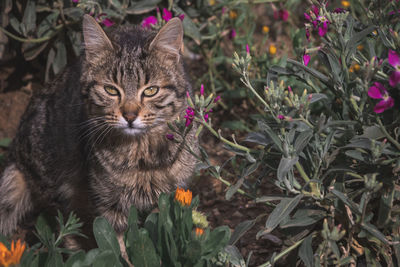 Close-up portrait of a cat