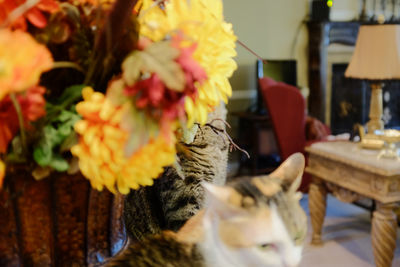 View of cat and yellow flowers on table