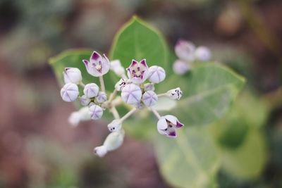 Close-up of purple flowering plant