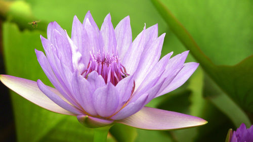 Close-up of pink flowers