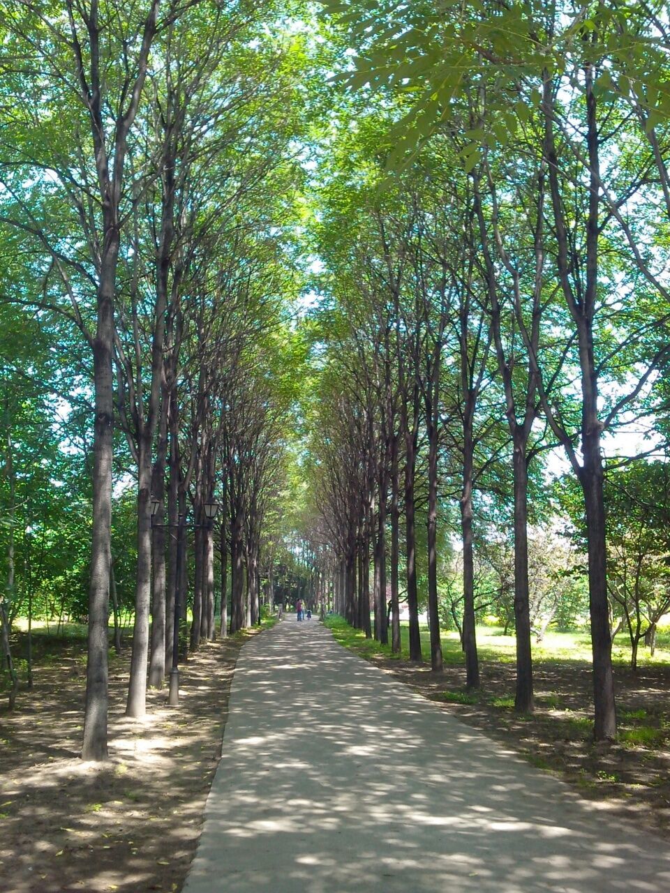 the way forward, tree, diminishing perspective, treelined, vanishing point, road, transportation, growth, tranquility, tree trunk, footpath, nature, empty, branch, tranquil scene, long, empty road, street, green color, sunlight