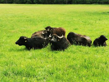 Bison a field