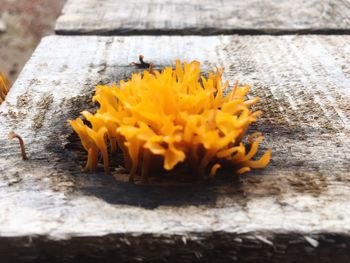 Close-up of yellow flower growing on wooden surface