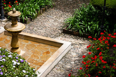 Plants growing in yard