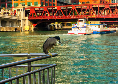 View of birds in water