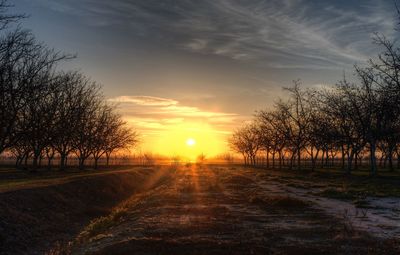 Trees on field against sky during sunset