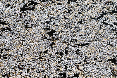 Full frame shot of stones