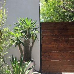 Close-up of potted plant against window