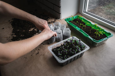 High angle view of hand holding potted plant