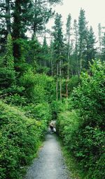 Rear view of woman walking on road amidst trees in forest