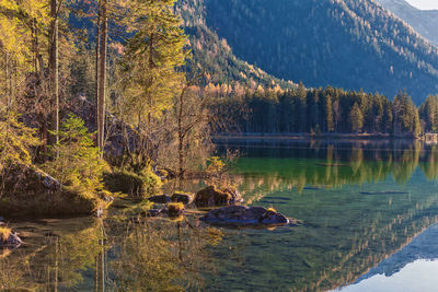 Scenic view of lake by trees in forest