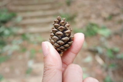 Close-up of cropped hand holding pine cone