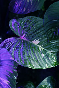 Close-up of raindrops on flower