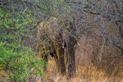Plants growing in forest