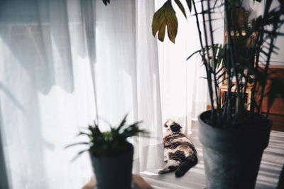 Close-up of cat by potted plant at home