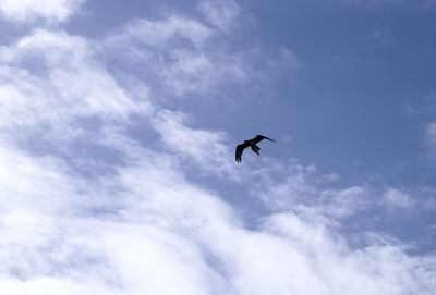 Low angle view of bird flying in sky