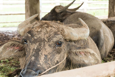 Close-up portrait of a horse