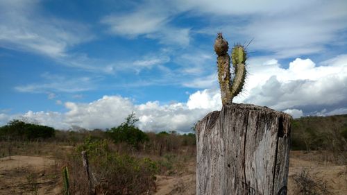 Close-up of wooden post on tree trunk against sky