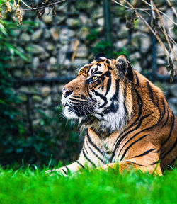 Close-up of a tiger