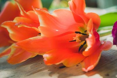 Close-up of orange flowering plant