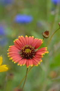 Close-up of flower against blurred background