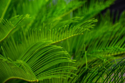 Close-up of green leaves