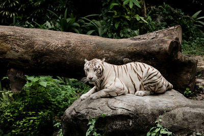 View of tiger on rock against trees at zoo