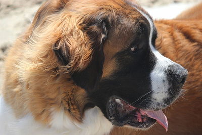 Close-up of dog looking away