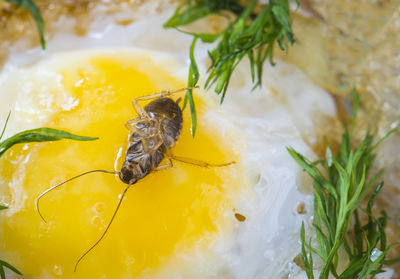 Close-up of insect in food