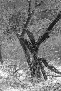 Close-up of tree