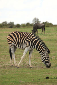 Burchell's zebra grazing 
