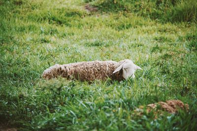 Sheep in a field