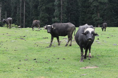 Horses grazing in a field