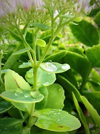Close-up of water drops on leaf