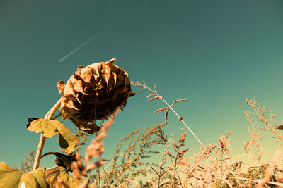 Close-up of wilted flower