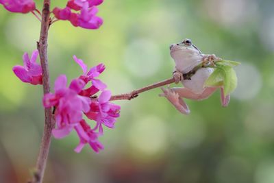 Close-up of insect on pink flower