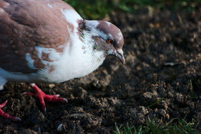 Close-up of bird on field