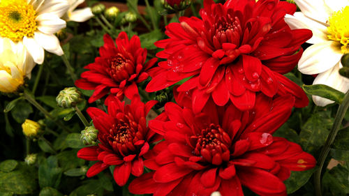 Close-up of red flowers