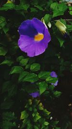 Close-up of purple flower