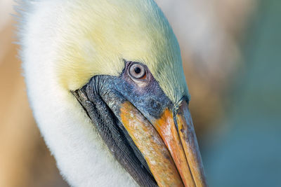 Close-up portrait of bird