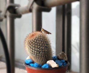 Close-up of cactus in pot