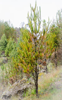 Trees and plants