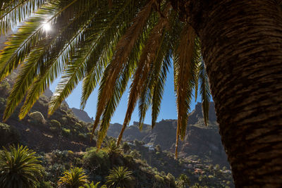 Low angle view of palm trees against sky