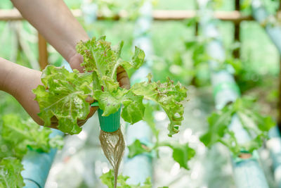 Close-up of hand holding leaves