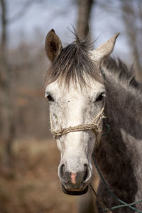 Close-up of a horse