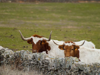 Close-up of cow on grass