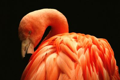 Flamingo against black background