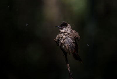 Close-up of bird perching on branch