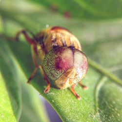 Close-up of insect on leaf